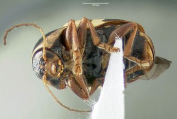 Media type: image;   Entomology 613162 Aspect: habitus ventral view